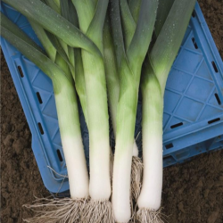 Por Jumper f1 10 tyś. nasion primed precyzja ST